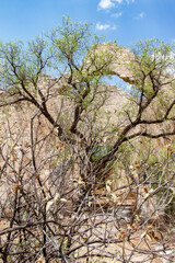 Ruins of an old mine in mineral de pozos in Guanajuato, Mexico.