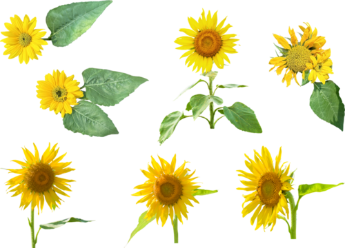 切り抜き透過素材セットー夏の花8