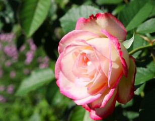 日差しを浴びて咲く薔薇の花　秋のバラ園
