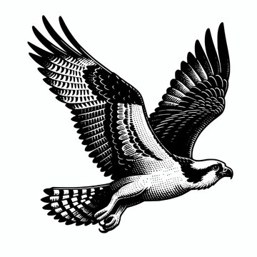 Flying osprey bird black and white vector illustration