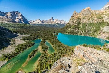 Staggering mountain scenes at Lake O'Hara during summer time with incredible turquoise lakes in scenic alpine aqua lake scene in the Canadian Rockies of Canada, Alberta, British Columbia. 