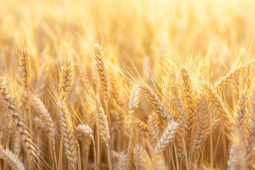Fototapeta premium Golden wheat stalks in a field bathed in warm sunlight.