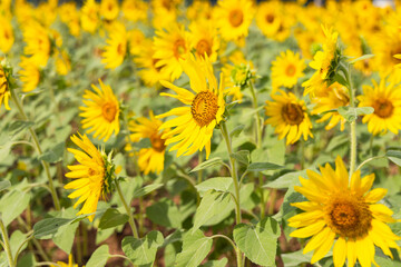 Beautiful blooming colourful sunflower field