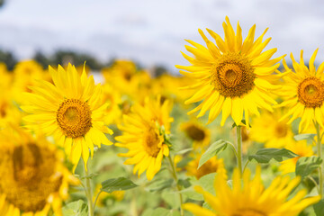Obraz premium Beautiful blooming colourful sunflower field