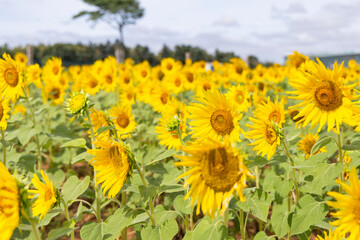 Fototapeta premium Beautiful blooming colourful sunflower field