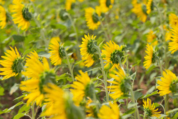 Beautiful blooming colourful sunflower field