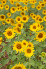 Beautiful blooming colourful sunflower field