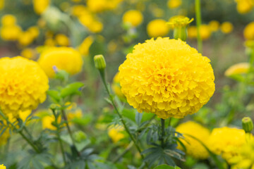 Yellow marigold flowers in garden