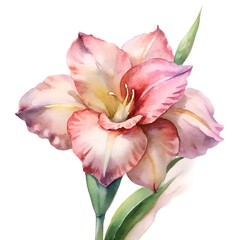 gladiolus watercolor flower illustration