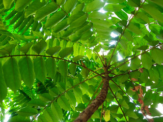leaves of the Averrhoa bilimbi plant
