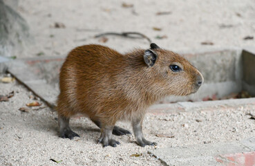 カピバラの赤ちゃん