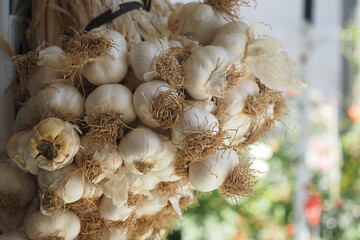 Fresh Garlic Bulbs Hanging Beautifully for Culinary Use, Cooking, and Home Decoration Ideas