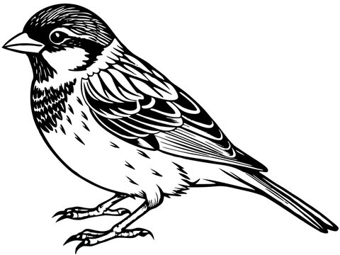 recommend clip art: sparrow bird silhouette vector illustration black animal 
