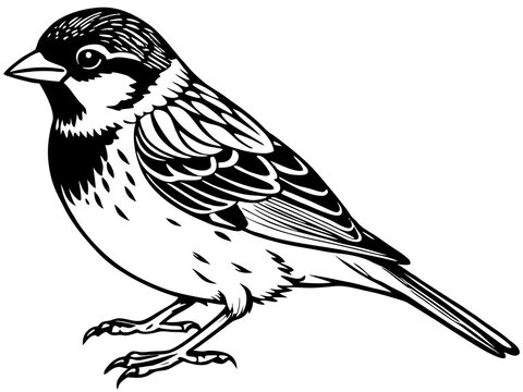 recommend clip art: sparrow bird silhouette vector illustration black animal 