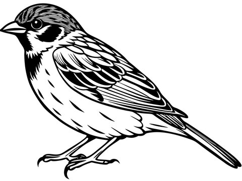 recommend clip art: sparrow bird silhouette vector illustration black animal 