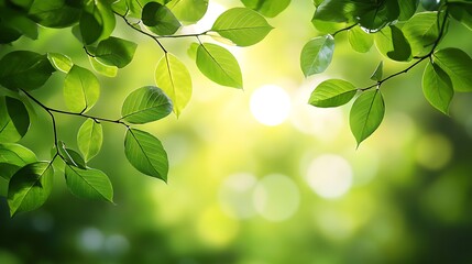 A tranquil background of lush green leaves with soft sunlight filtering through, creating a serene, natural atmosphere.