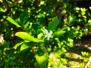 Orange flowers are small and white