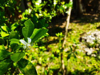 Orange flowers are small and white