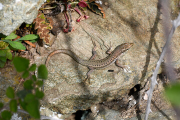 Ägäische Mauereidechse // Erhard’s Wall Lizard (Podarcis erhardii mykonensis) - Kykladen-Insel Andros, Griechenland