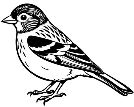 recommend clip art: chaffinch bird silhouette vector black animal 