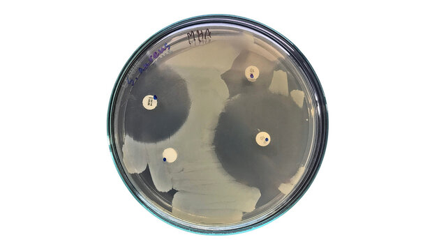 A culture plate of Staphylococcus aureus (S.aureus) on Mueller-Hinton agar (MHA) to test for antibiotic resistance.
