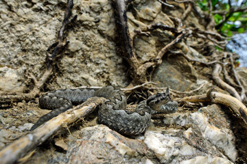Europäische Hornotter // Nose-horned viper (Vipera ammodytes meridionalis) - Insel Andros, Kykladen, Griechenland
