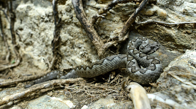 Europ&auml;ische Hornotter // Nose-horned viper (Vipera ammodytes meridionalis) - Insel Andros, Kykladen, Griechenland