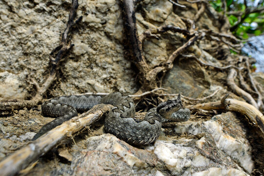 Europ&auml;ische Hornotter // Nose-horned viper (Vipera ammodytes meridionalis) - Insel Andros, Kykladen, Griechenland