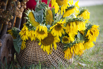 Vibrant sunflowers overflowing in rustic wicker basket outdoors