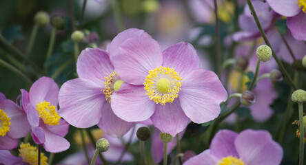 Beautiful close-up of pink anemone flowers in full bloom capturing the vibrant colors and textures