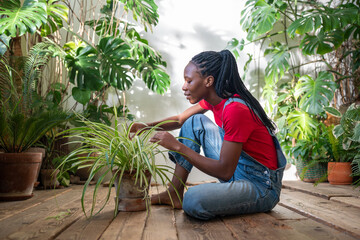 Smiling black woman examines health of Chlorophytum in pot at flower shop. Female florist cares for houseplants, spider plant growth, green thumb, flower selling business, nurturing environment