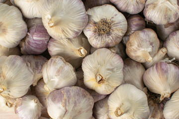 Fresh Organic Garlic Bulbs with Purple Stripes - Perfect for Culinary and Health-Focused Stock Images