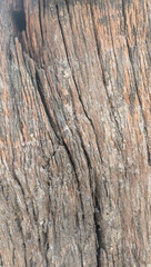 Obraz premium close up of texture of a tree old wood background