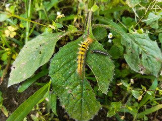 yellow hairy caterpillars on green leaves