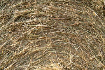 Hay bale in close up