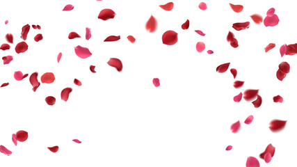 Rose petals or sakura flying petals, romantic background with realistic pink cherry flower petals flow or falling motion. Love, romance, floral spring season