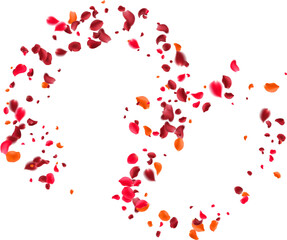 Rose petals or sakura flying petals, romantic background with realistic pink cherry flower petals flow or falling motion. Love, romance, floral spring season