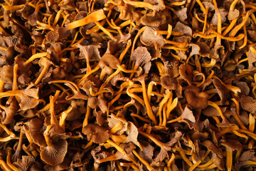 A big pile of funnel chanterelles