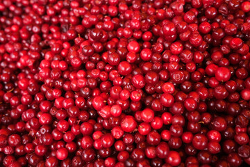 A huge pile of fresh lingonberries