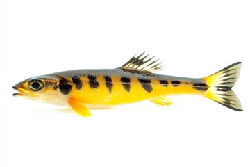 the beside view Yellowtail Barracuda, left side view, white copy space on right, Isolated on White Background