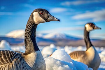 Obraz premium Arctic geese feeding on sea ice at Baffin Bay