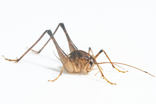 カマドウマ　白背景