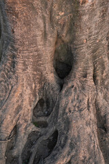 Obraz premium A detail of tree trunk