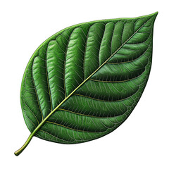 Leaf, white isolate background