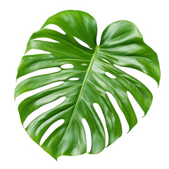 Monstera leaf, white isolate background