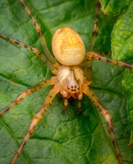 Macrophotography of an orange spider on a green leaf in nature.