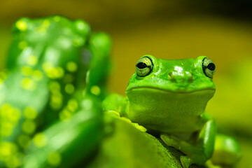Green Tree frog Portrait