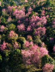 Morning landscape with magical mist over the city
