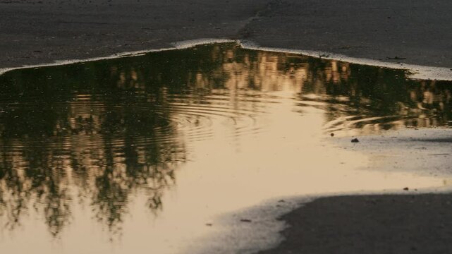Ripples in a Puddle Reflecting Trees and the Sunset, Calm, Spiritual, Relaxing and Warm Static Shot