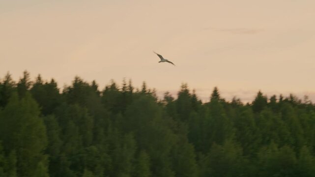 White Bird Flying Away from Forest into the Sunset, Freedom and Soaring through the Sky in Summer